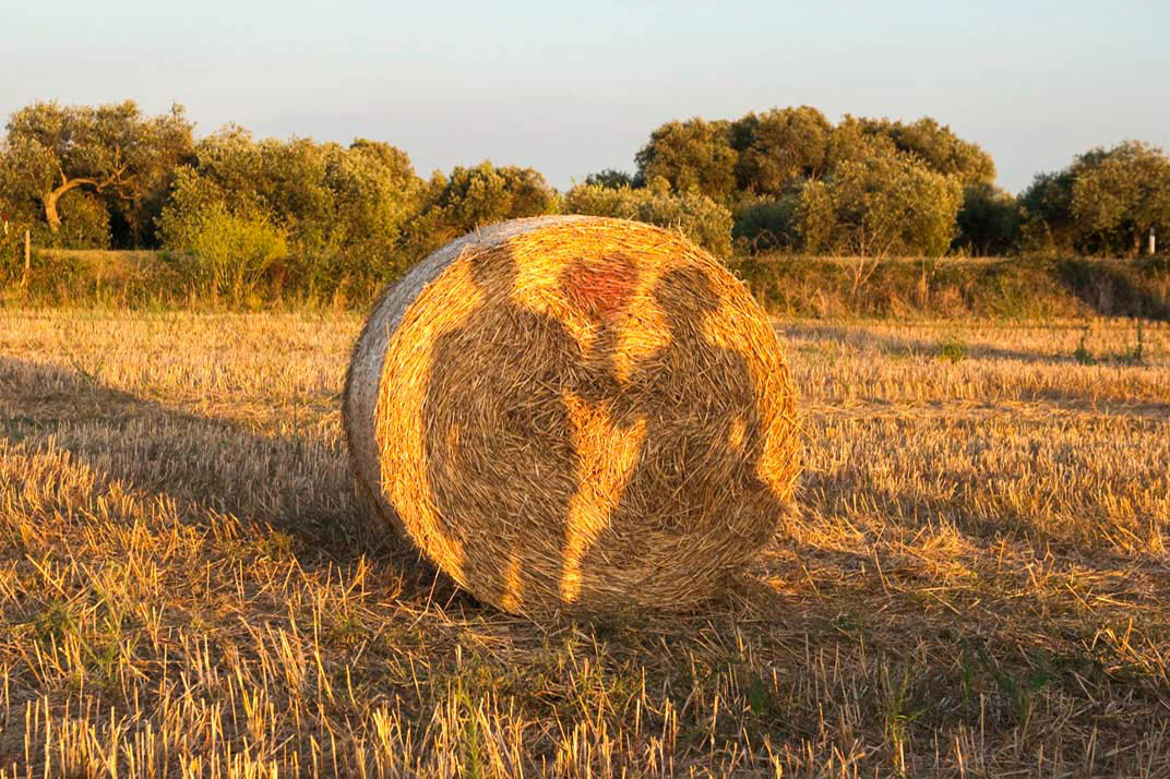 foto rotoballe matrimonio sardegna